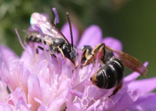 Réf. 223 127 : Halictus sp.